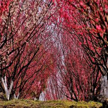 原生骨里红梅树苗 3公分朱砂梅 3公分原生骨里红梅树苗全国直发