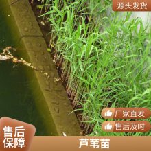 耐寒盆栽适合河道绿化芦苇苗负责施工种植包成活每株3芽以上