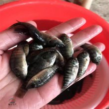 采豹紋紅羅非魚(yú)苗 正宗一號(hào)羅非魚(yú)苗淡水養(yǎng)殖