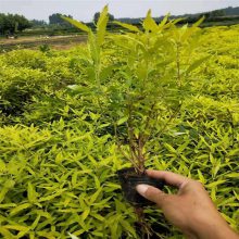 出售金叶莸 草坪边缘假山旁水边路旁点缀夏秋景色材料 园林绿化材料