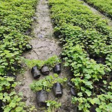 �t�����{�ݻ������l(f��) ���~���{�ݹ����� ���~���{�ݴ�С������