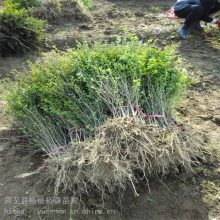 周至小叶女贞 苗木批发基地 南天竹苗 篱笆墙遮挡树苗