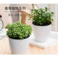 一碰碰盆栽室內(nèi)抹香香驅(qū)蚊草凈化空氣辦公室驅(qū)蚊除臭一摸香帶盆