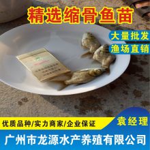 江西[青云谱区]缩骨鱼苗批发江西大头鱼苗批发缩骨大头鱼苗供应