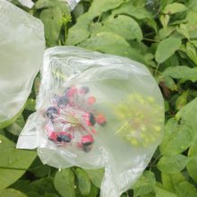 湖北襄樊襄阳竹节参种子苗子重楼白芨种苗基地种植什么品种赚钱