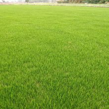 �첥��ƺ�۸� �ɶ��첥��ƺ���� �ɶ���ƺ��ֲ���� �첥��ƺͼƬ������