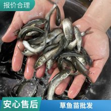 港发水产 草鱼苗 基地直发提供技术支持 一站式采购省心省力