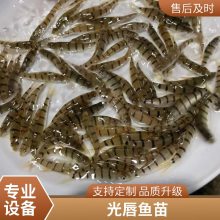 厂家批发鱼苗 溪水石斑鱼苗 红罗非鱼苗 锦鲤鱼苗鲜活水产 买就送
