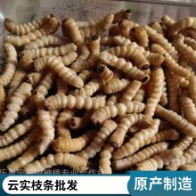 ��ʳ�����Է���С���Զ��׳������ʳ��