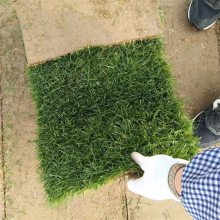基地出售四季青草学校工程类足球高尔夫球场草坪 河道护坡绿化用草