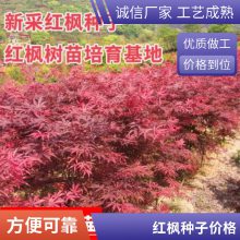 大量供应 红枫种子 种子批发 花卉种子 植物种子
