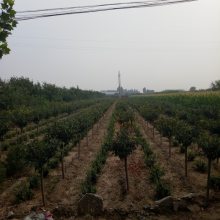 ۺ컨ӣ