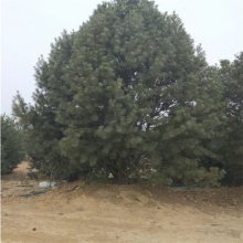 出售白皮松树、1.5米-2米-2.5米白皮松 3米白皮松报价