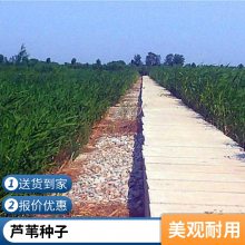 芦苇苗盆栽耐寒表流湿地水生植物适合河道绿化每株3芽以上负责施工种植包成活