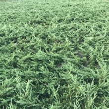 公鼎地柏苗20万棵 规格20-80长度