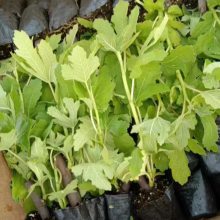 江西欢乐果园供应优质芭劳奈无花果苗 大芭无花果苗 香蕉无花果苗 黄皮无花果苗