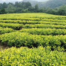 供应广西大叶种茶苗，广西六堡茶苗，梧州茶叶种籽苗