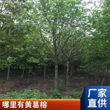 大叶榕 移植全冠高山榕树 黄葛榕种植基地 卓绿多种规格供应