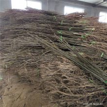 嫁接1公分梨树苗批发 3公分梨树 挂果早产量高丰产梨树苗