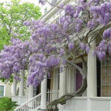 紫藤 爬藤植物 别墅庭院 园林花篱花架装饰 可塑成拱门篱墙