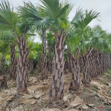 ѿLivistona chinensis (Jacq.) R. Br. ex Mart.