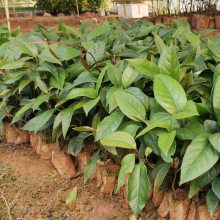 ���ϻ�������ˮ��������Ʒ�����ļ���������Ե�����