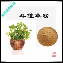 斗篷草速溶粉 ，斗篷草浸膏粉， 羽衣草粉 ，斗篷草提取物10:1比例提取，现货包邮