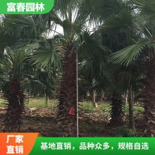 苗圃出售棕榈基地种植 景区丛植 庭院绿化苗木工程 园林造景配植