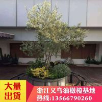 辰С