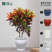 变叶木 中大型落地款 大胖车砂盆 武汉同城绿植配送