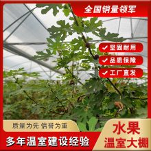 无花果大棚 种植温室大棚 热镀锌骨架中空玻璃覆盖