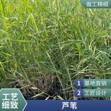 盆栽适合河道绿化耐寒芦苇苗表流湿地水生植物每株3芽以上负责施工种植包成活
