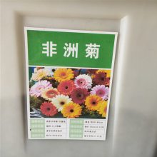 优质新菊花种子 非洲菊种子 发芽*** 价格便宜 ***