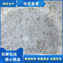 麦鲮水花 水产养殖场直销鲮鱼苗仔 活体水花苗 品种优