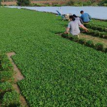 ��ƺ����ֱ�� ������ �������� ��Ҷ�Ͳ����� ԰���̻���ƺ