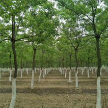 2021年12公分乌桕树 包成活率 苗圃一手货源 价格便宜