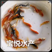 ֽ緱ֳ