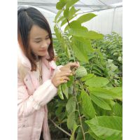江门释迦苗批发|佛头果苗批发|番荔枝果苗|林檎|自产自销
