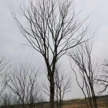 朴树基地-朴树规格齐全-3米高朴树小苗处理