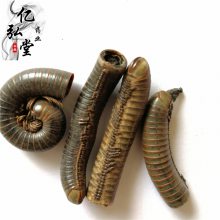 马陆 马陆价格 马陆批发