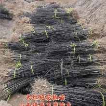 1年花椒苗品种 一年大红袍花椒苗 当年花椒苗高度 粗度