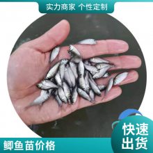 港发水产 专业淡水鱼 湘云鲫鱼苗 基地供应 存活***