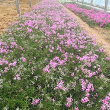 基地种植 供应丛 生福禄考 丛生福禄 考苗花坛花镜 绿化工程