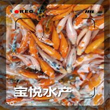 ŷѯ緱ֳ