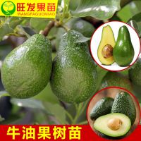ڹ2ţ͹޽ӹ  ߲Ȳ