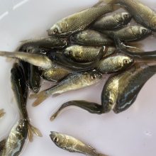 鲤鱼苗批发 3-4cm生态稻田荷花鲤鱼苗出售 汇海鱼苗出品