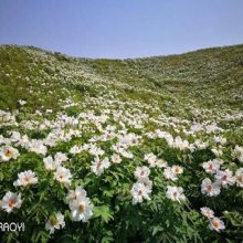 牡丹地用什么除草剂牡丹专用