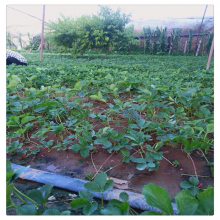 黑龙江章姬草莓苗批发 丰香草莓苗 怎么种植草莓苗