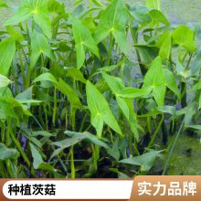 茨菇种苗有利固堤护坡控制杂草根茎繁殖耐盐碱好