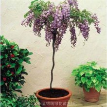 紫藤树苗批发 2公分3公分独杆紫藤产地又多又便宜 可物流发货